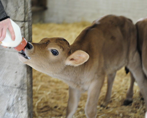 Keep the Growing Going with Milk or Milk Replacer for Calves